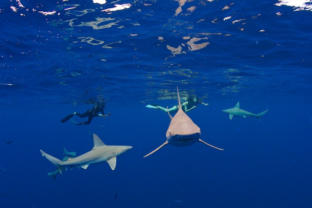 The perfect form of a Sandbar Shark.