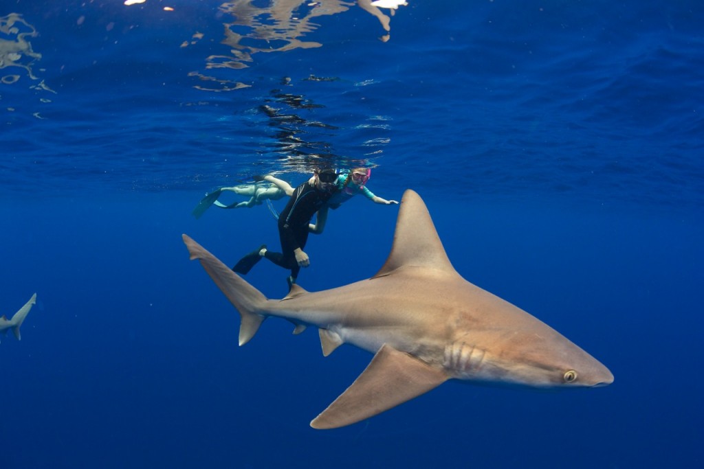 Natalie enjoying some shark action with Dad. Image by Juan Oliphant
