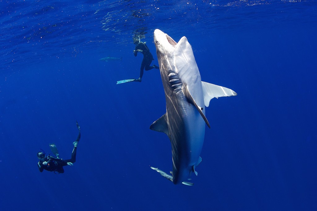 Galapagos Shark going for a bird on the surface as we watch on. Once again awesome photography by Juan.