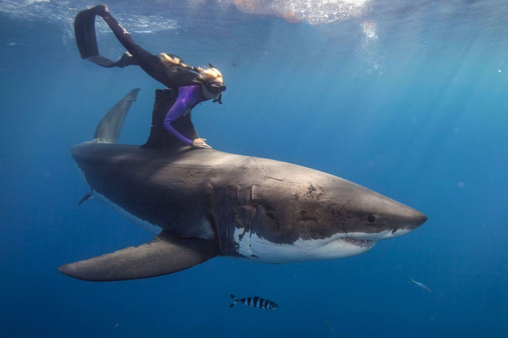 Ocean Ramsey swimming with a Great White, spare a thought for the crazy photographer Juan Oliphant!