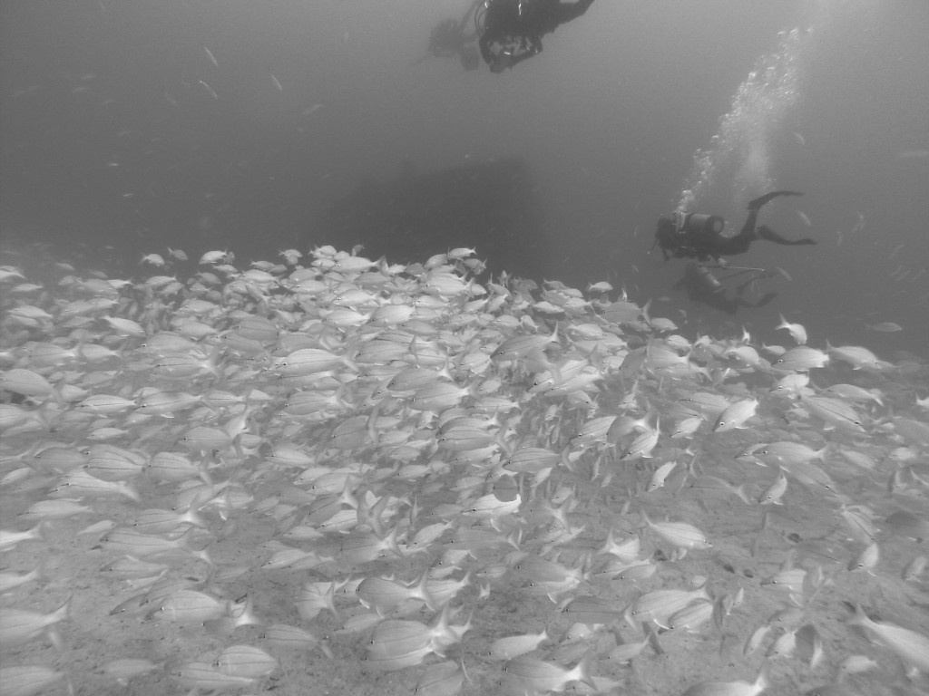 So many fish including some very impressive Goliath Grouper that must weigh over 100kg