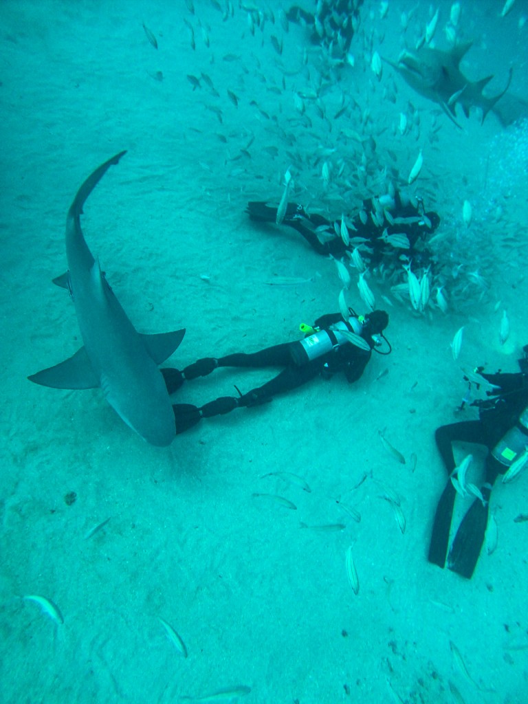 Some pretty beefy fellas in the pack, personally I try to keep eye contact with any shark in my space but thats's just me :)