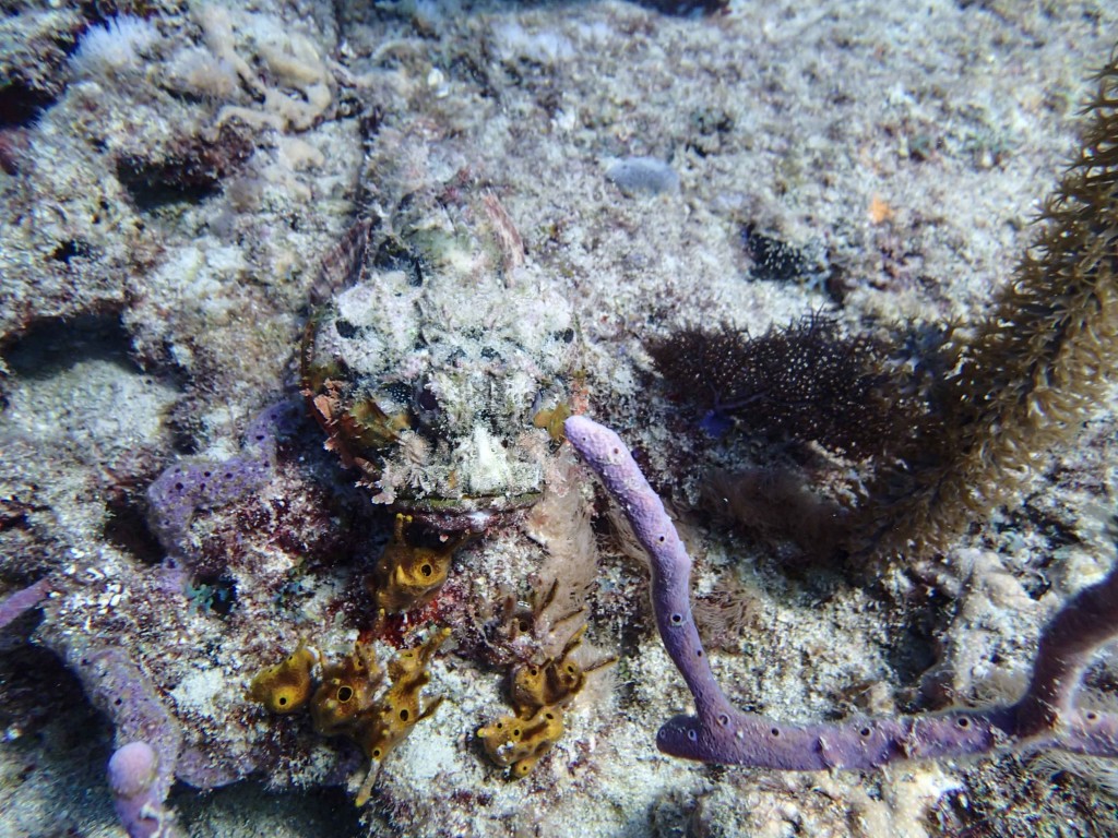 Stone Fish. They have venomous spines in their back, a spike from which is so painful that people have asked to have the affected limb amputated!!!