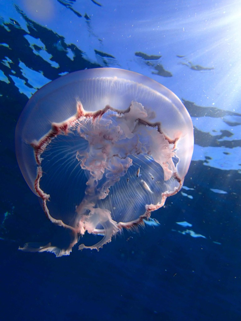 Cool Jelly Fish complete with resident little fish. This was on a snorkel with the girls.